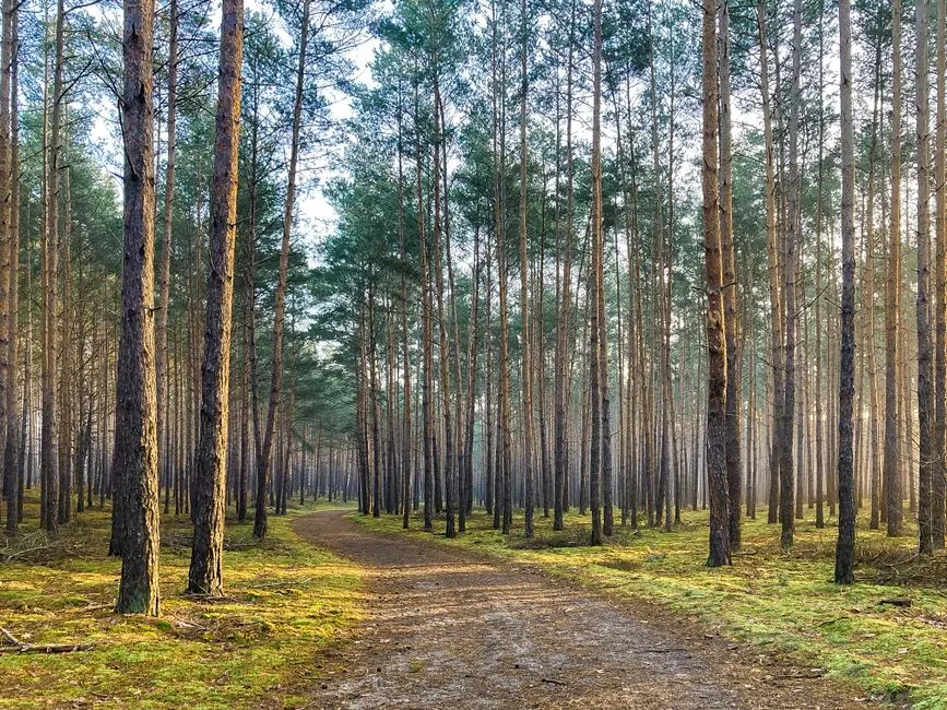 Spot Foto Terbaik di Hutan Pinus yang Instagramable: Panduan Lengkap