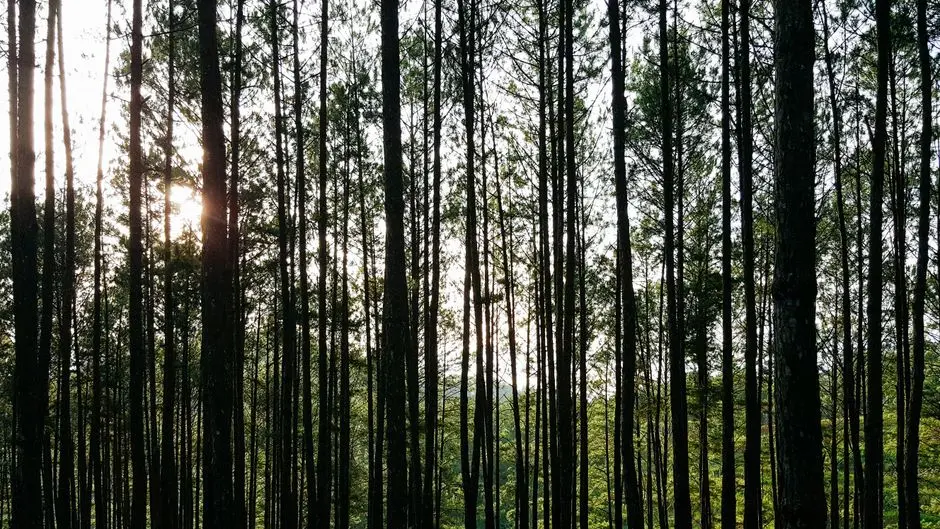 10 Wisata Hutan Pinus Instagramable di Indonesia, Mana Favoritmu?