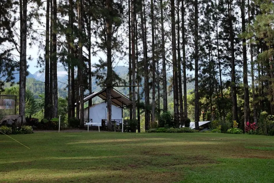 Apakah Wisata Hutan Pinus yang Instagramable Cocok untuk Keluarga dan Anak-Anak? Jawabannya di Sini